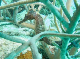 Long Snout Seahorse IMG 5928